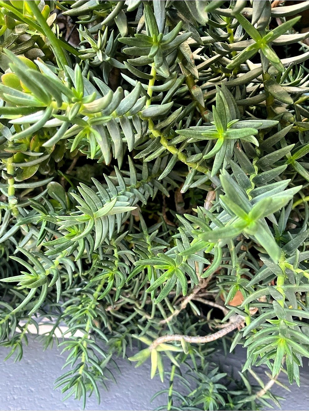 Gorgeous Green Succulent cuttings
